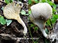Hohenbuehelia auriscalpium-amf1464